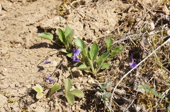 Viola ambigua