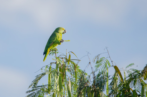 Turquoise-fronted Amazon