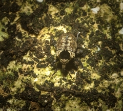 Brachyphyes thoracicus