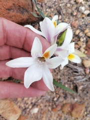 Freesia caryophyllacea, photograph (c) James Rodger, some rights reserved (CC BY)