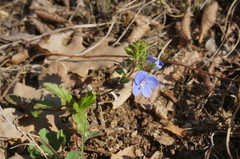 Veronica umbrosa