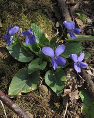 Viola hirta