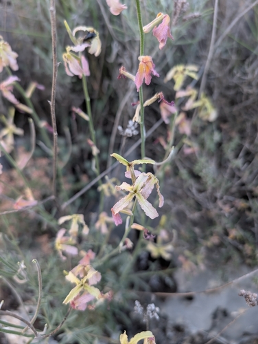 Matthiola fruticulosa, photograph 5