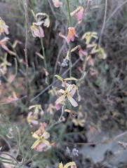 Matthiola fruticulosa, photograph author not stated, no rights reserved