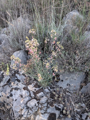 Matthiola fruticulosa, photograph 6