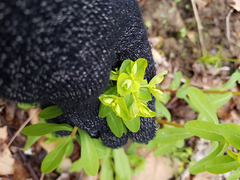 Euphorbia spathulata