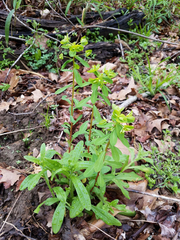 Euphorbia spathulata