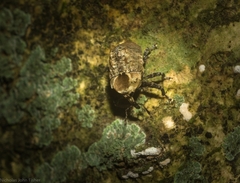 Brachyphyes thoracicus