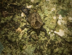 Brachyphyes thoracicus