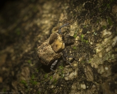 Brachyphyes thoracicus