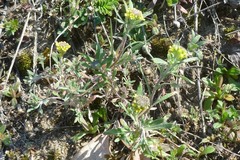Alyssum desertorum