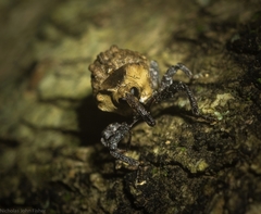 Brachyphyes thoracicus