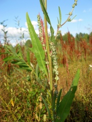 Atriplex patens