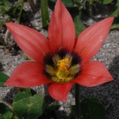 Romulea obscura