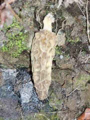 Morchella galilaea
