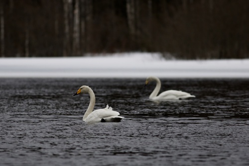 Cisne cantor (Cygnus cygnus)