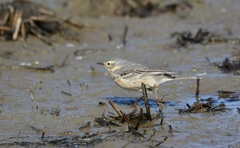 Anthus rubescens japonicus
