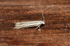 Polyhymno luteostrigella