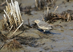 Anthus rubescens japonicus