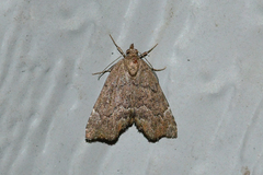 Cutina aluticolor