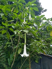 Brugmansia arborea