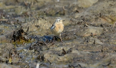 Anthus rubescens japonicus
