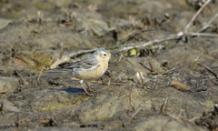 Anthus rubescens japonicus