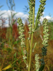 Atriplex patens