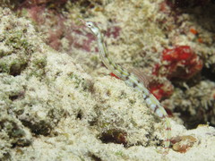 Corythoichthys flavofasciatus