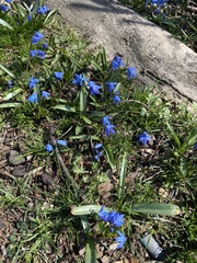 Scilla siberica
