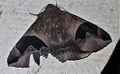 Bastilla solomonensis