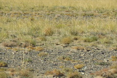 Syrrhaptes paradoxus