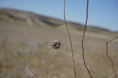 Scabiosa praemontana