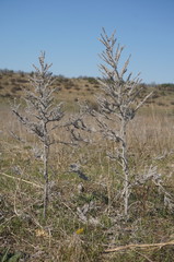 Echium italicum biebersteinii