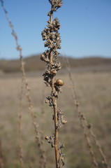 Verbascum banaticum