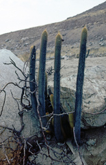 Haageocereus pseudomelanostele