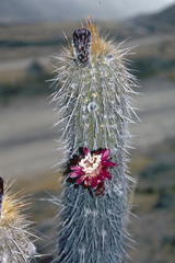 Haageocereus pseudomelanostele