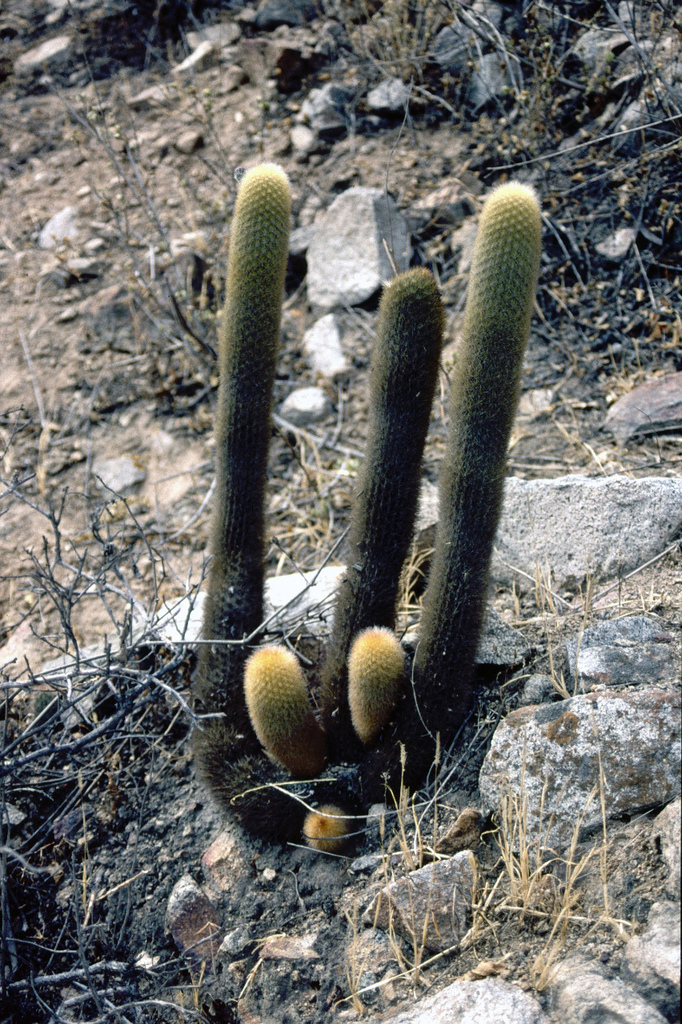 Haageocereus pseudomelanostele