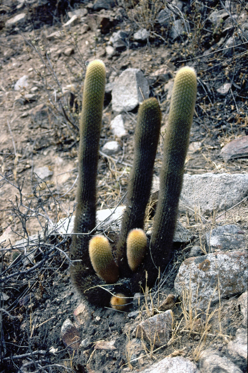 Haageocereus pseudomelanostele