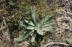 Anchusa leptophylla