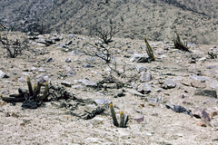 Haageocereus pseudomelanostele