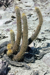 Haageocereus pseudomelanostele