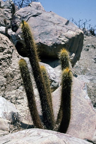 Haageocereus pseudomelanostele ssp. turbidus