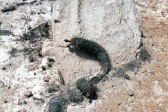 Haageocereus decumbens