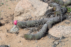 Haageocereus decumbens