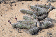 Haageocereus decumbens