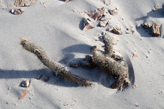 Haageocereus decumbens
