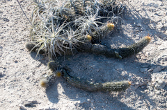 Haageocereus decumbens
