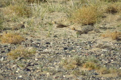 Syrrhaptes paradoxus