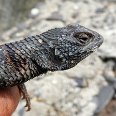 Sceloporus torquatus melanogaster